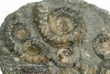 Plate Of Ammonite (Xipheroceras) Fossils - Dorset, England #242421-2